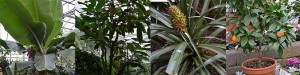 Bananenstaude Kakaobaum Ananaspflanze Orangenbaum