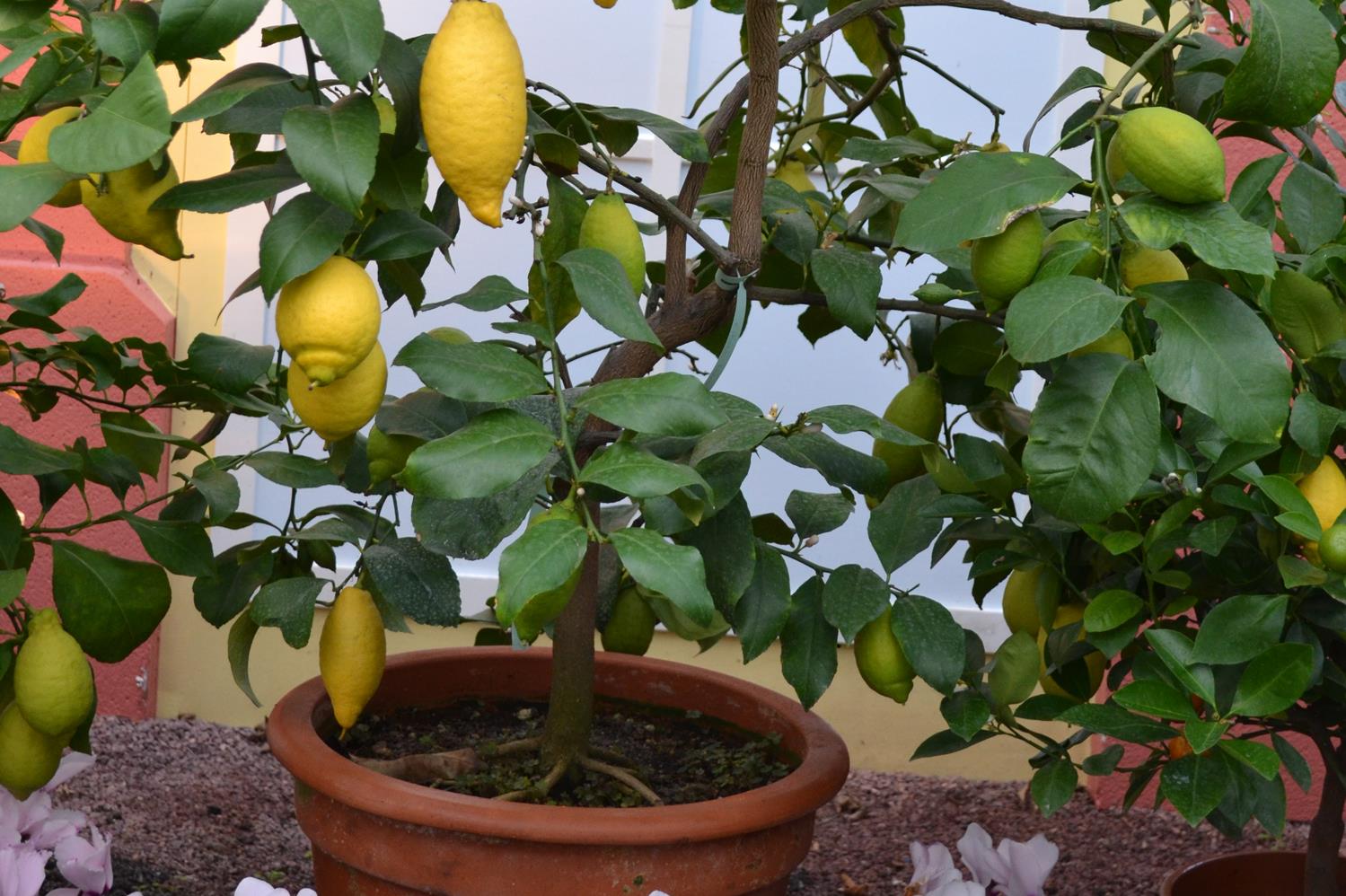 Zitronenbaum mit gelben Zitronen