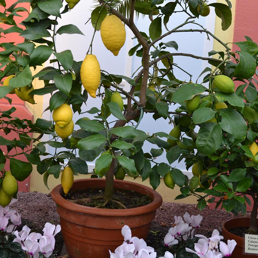 kleiner Zitronenbaum mit Früchten