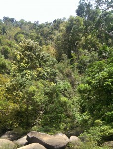 Tropischer Regenwald