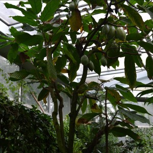 Kakaobaum mit grünen Früchten