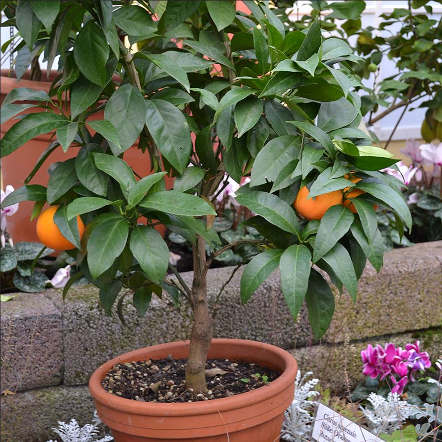 Orangenbaum aus Samen ziehen