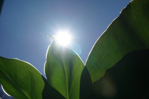 Sonnenstrahlen Pflanze